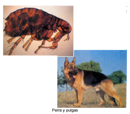 perro y pulga